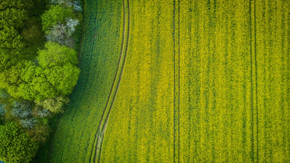 aerial view of a field
